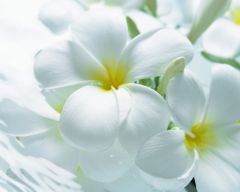 Tapeta Nature Flowers 144.jpg